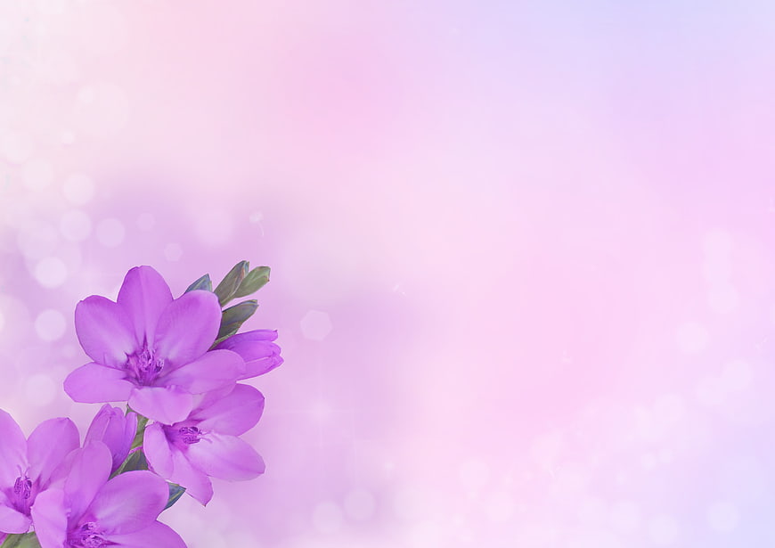 Purple Freesia Flowers on Soft Pink Pastel Bokeh Background