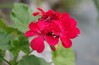 Vibrant Red Geranium Flower Close-Up with Green Leaves