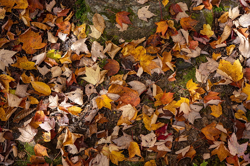 Top View of Colorful Autumn Leaves on Forest Floor