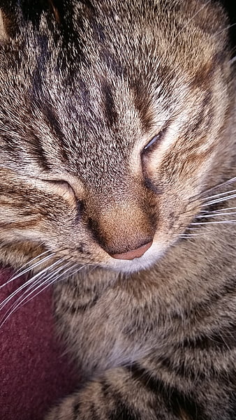 Close-up of sleeping tabby cat face with closed eyes