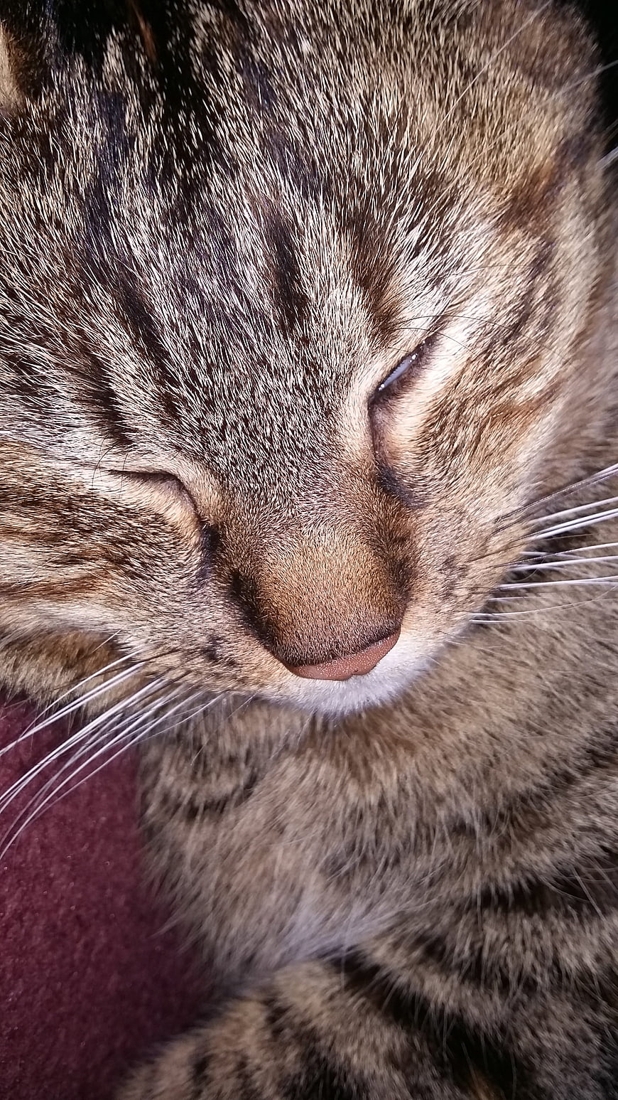 Close-up of sleeping tabby cat face with closed eyes