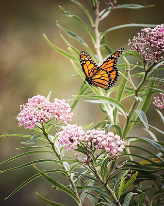 Monarch Butterfly on Pink Milkweed Flowers