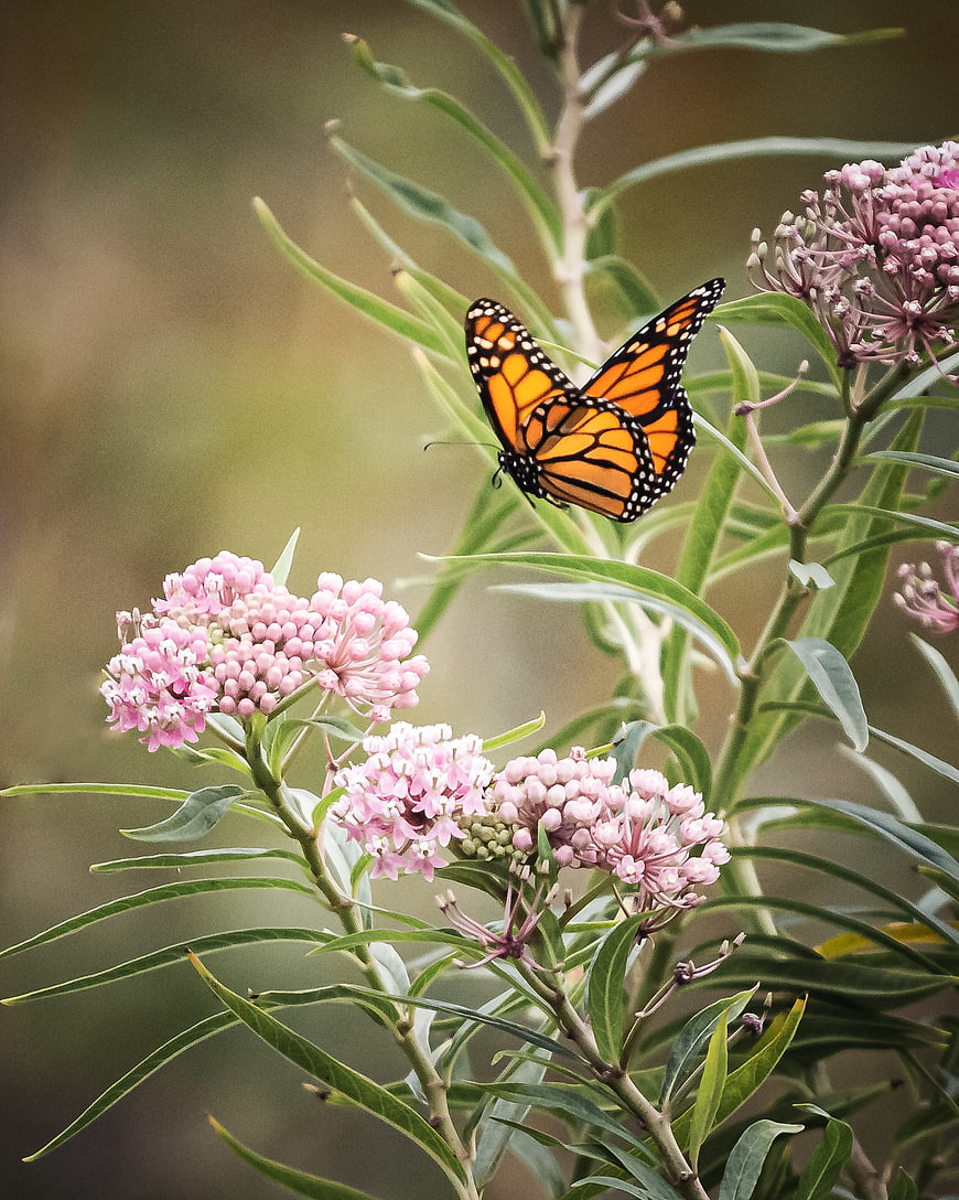 Monarch Butterfly on Pink Milkweed Flowers