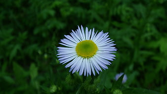 Close-up of a white daisy with yellow center in green foliage