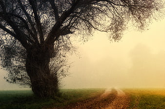 Misty Country Path with Large Tree Silhouette