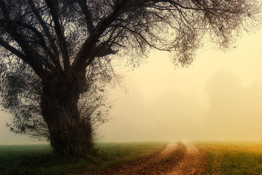 Misty Country Path with Large Tree Silhouette