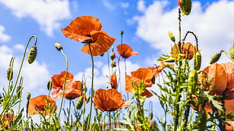Vibrant Red Poppies in a Summer Meadow Against Blue Sky