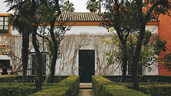 Traditional Spanish Courtyard with Orange Trees and White Walls
