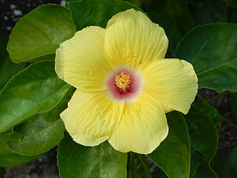Close-up of a vibrant yellow hibiscus flower with green leaves