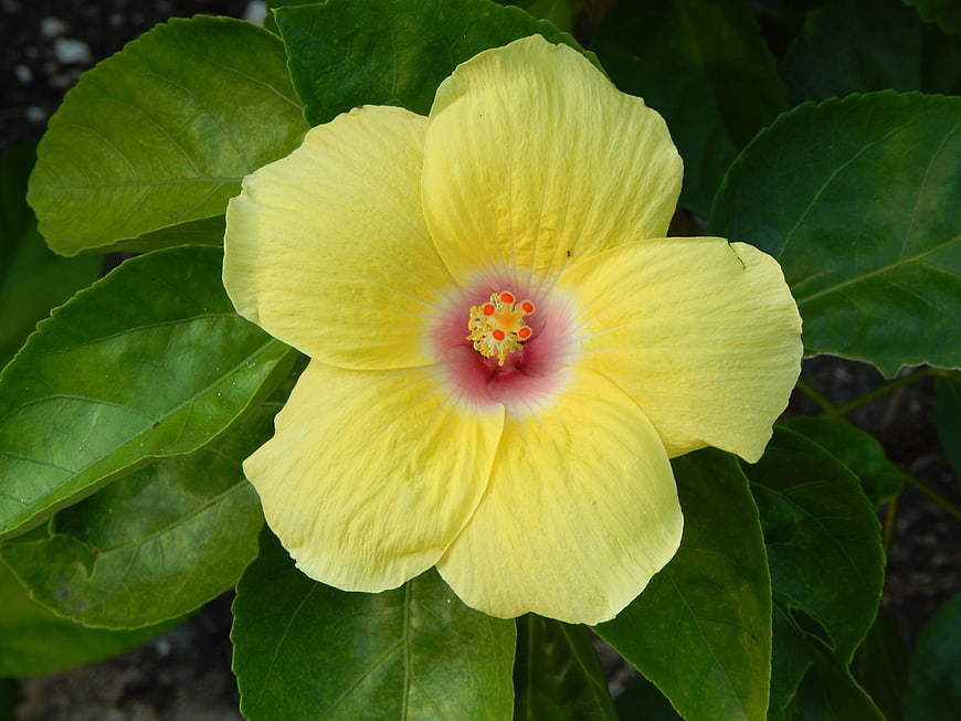 Close-up of a vibrant yellow hibiscus flower with green leaves