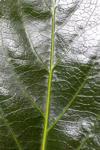 Macro Close-Up of Green Leaf Texture and Veins