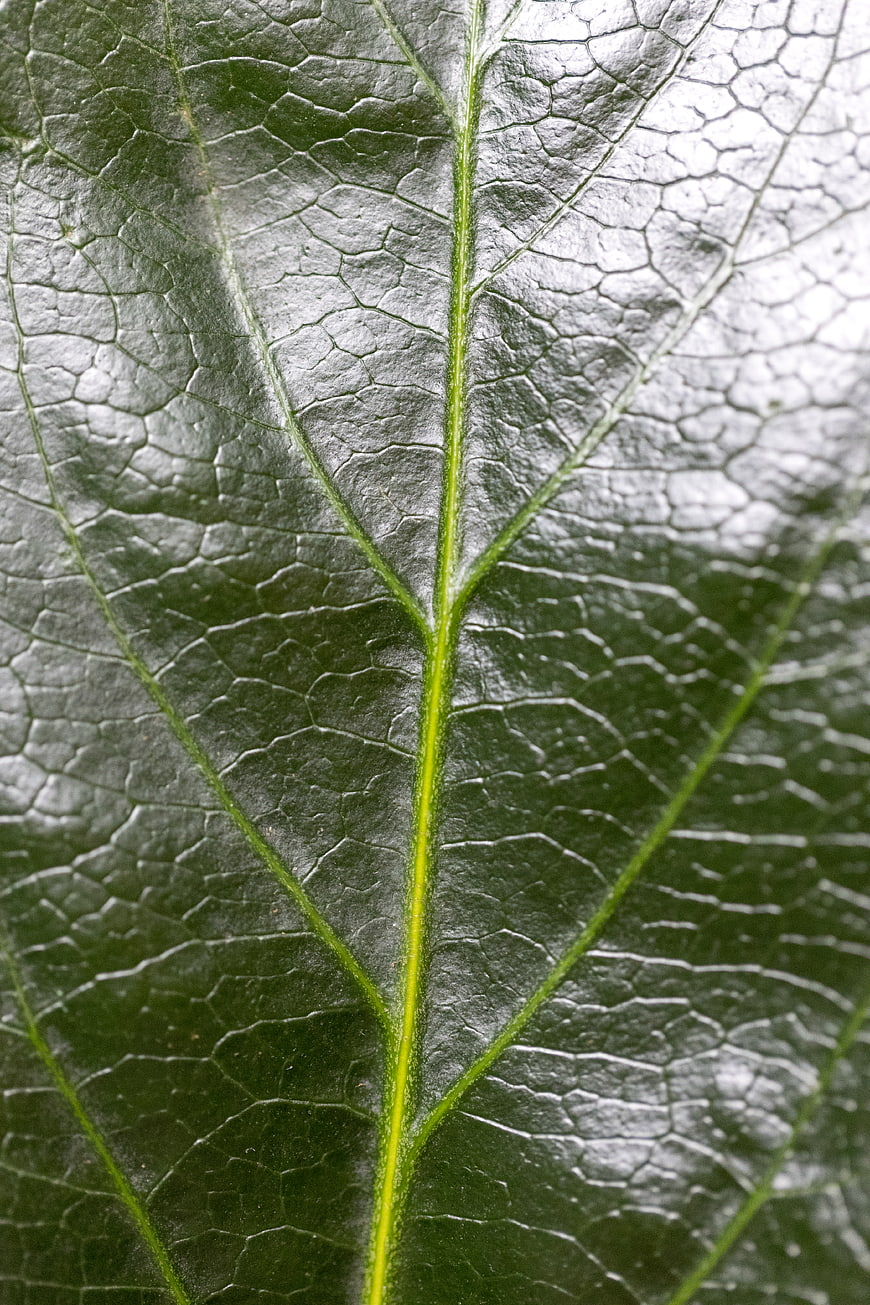 Macro Close-Up of Green Leaf Texture and Veins