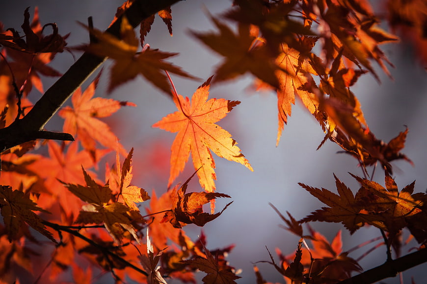 Vibrant orange maple leaves backlit by sunlight against blue sky