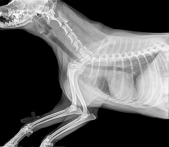 Veterinary X-ray of Dog Skeletal System and Front Limbs