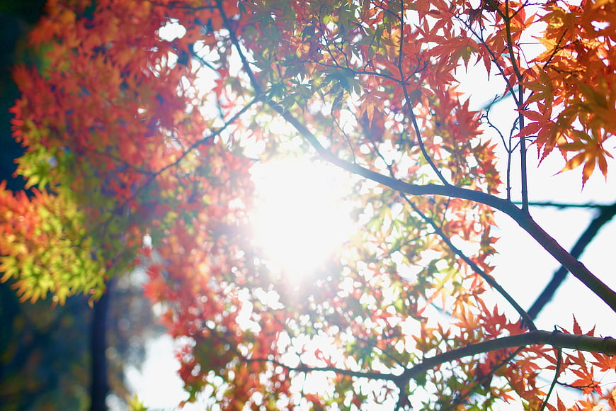 Sunlight shining through vibrant red autumn maple leaves
