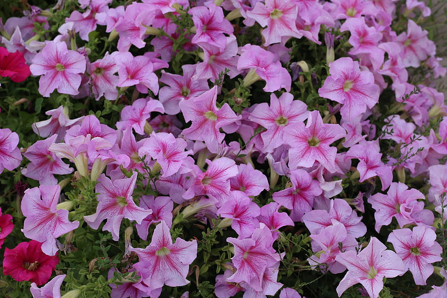 Pink Petunia Flowers in a Garden Bed