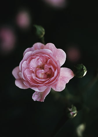 Soft Pink Rose Bloom Against Dark Blurred Background