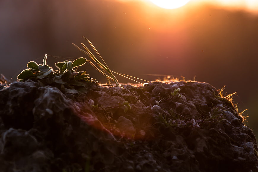 Close-up of small plants growing on a rock at sunset