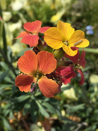 Close-up of vibrant orange and yellow wallflowers in a garden
