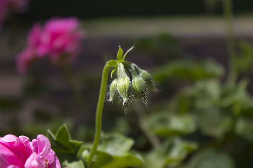 Close-up of fuzzy green flower buds with pink blooms