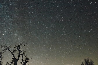 Silhouette of bare trees against a starry night sky
