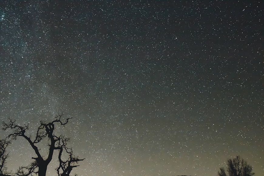 Silhouette of bare trees against a starry night sky