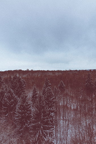 Aerial View of Snowy Winter Forest Under Overcast Sky