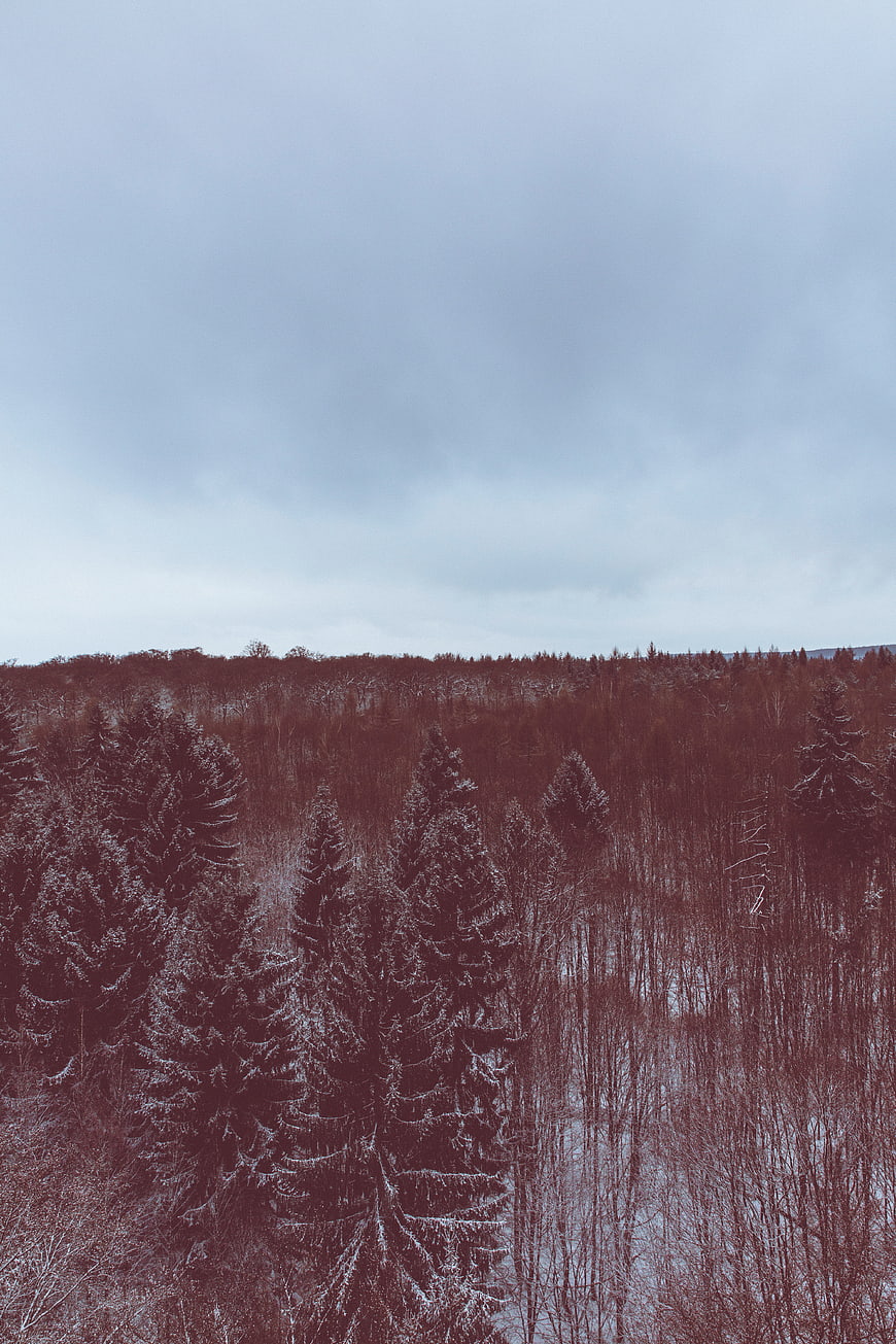 Aerial View of Snowy Winter Forest Under Overcast Sky