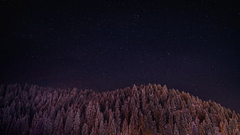 Starry Night Sky Over Snowy Pine Forest Landscape