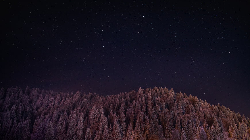 Starry Night Sky Over Snowy Pine Forest Landscape