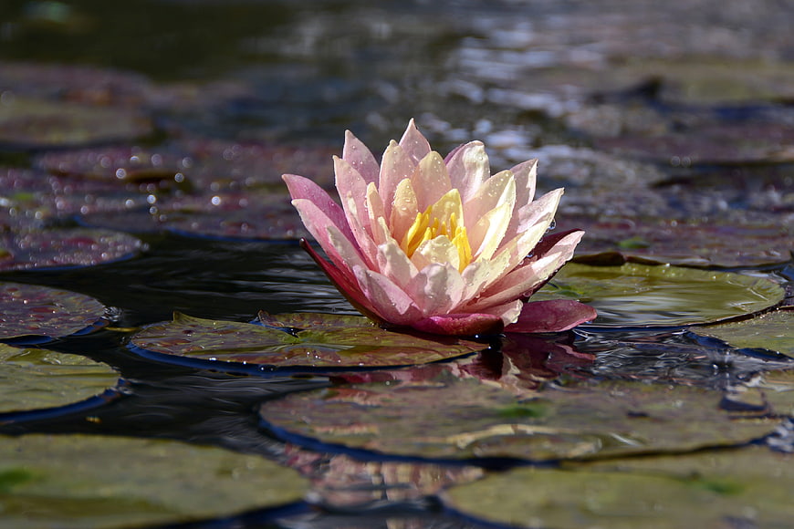 Pink Water Lily Bloom Floating on Pond with Lily Pads