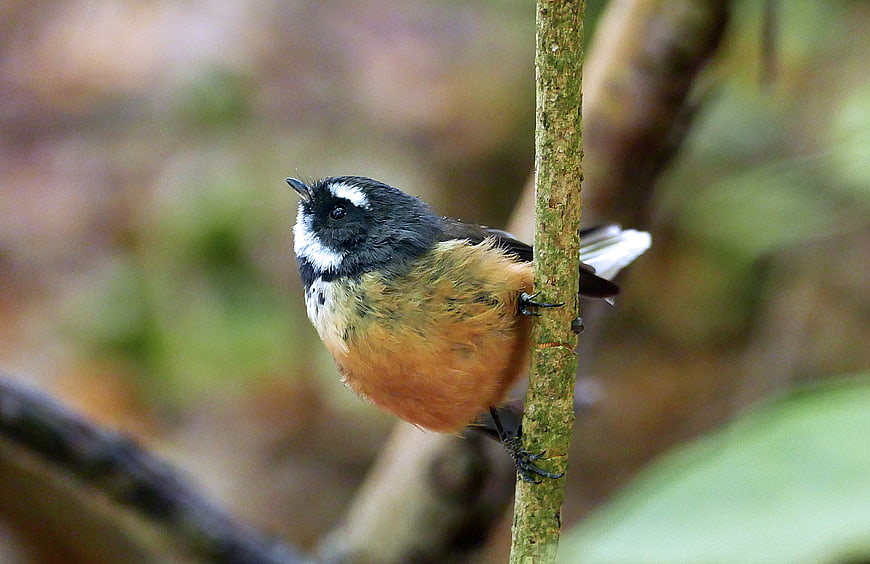 Chestnut-bellied Gerygone perched on a mossy branch