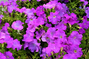 Vibrant Purple Petunia Flowers in Full Bloom