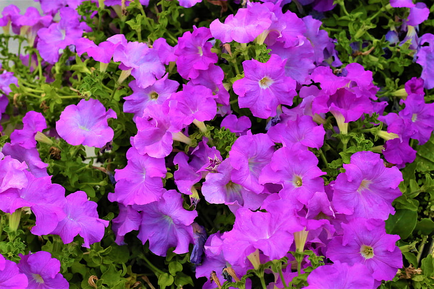 Vibrant Purple Petunia Flowers in Full Bloom