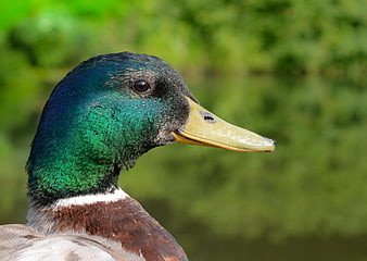 Close-up of a male mallard duck head with green feathers