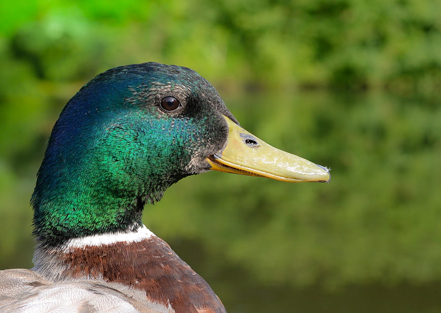 Close-up of a male mallard duck head with green feathers