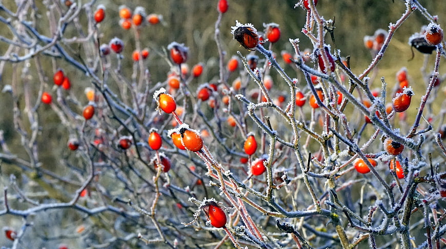 Frost-covered red rose hips on winter branches