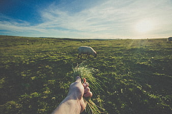 Hand holding grass in a field with grazing sheep