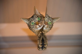 Tabby cat reflection in mirror with green eyes