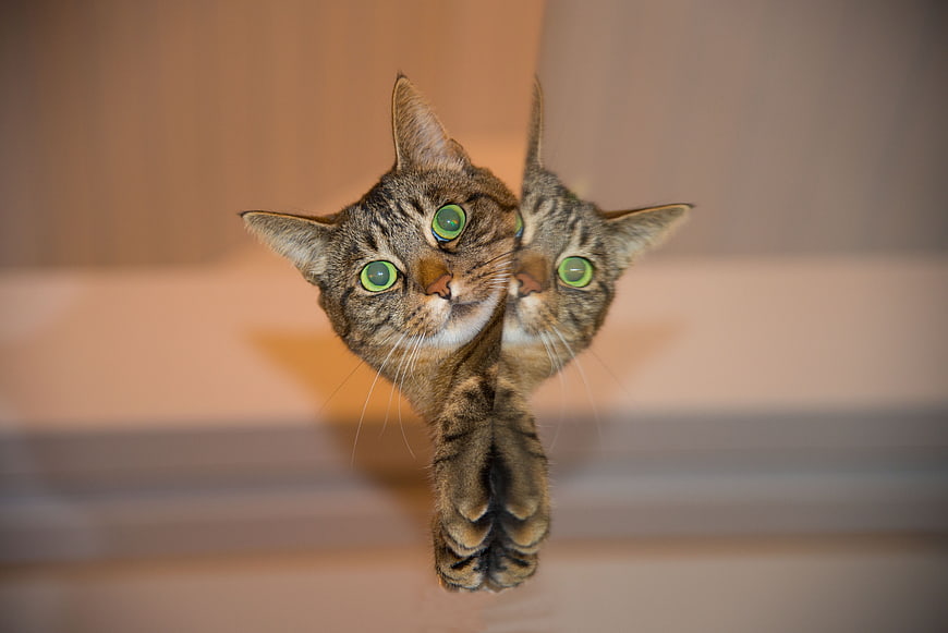 Tabby cat reflection in mirror with green eyes