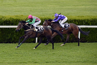 Two racehorses and jockeys competing on a green turf track