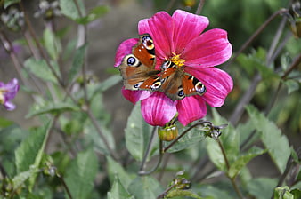 Peacock butterfly on vibrant pink cosmos flower in garden