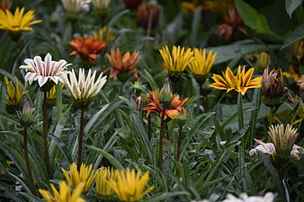 Colorful Gazania Flowers in a Lush Garden Bed
