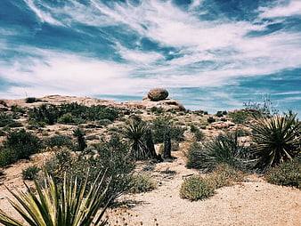 Desert Landscape with Joshua Trees and Blue Sky