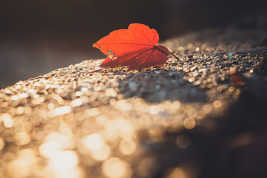 Red Maple Leaf on Wet Rock in Golden Autumn Light