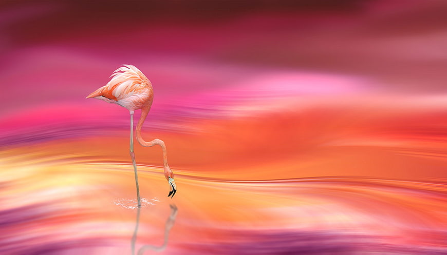 Pink flamingo standing in water with abstract colorful background