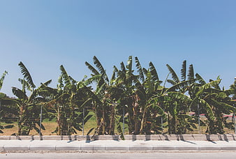 Row of banana trees behind wire fence on sunny day