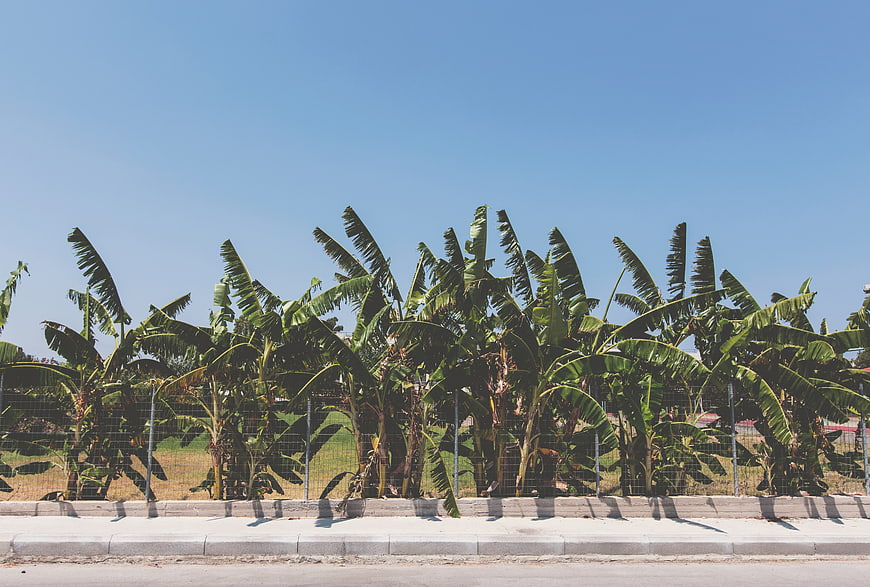 Row of banana trees behind wire fence on sunny day