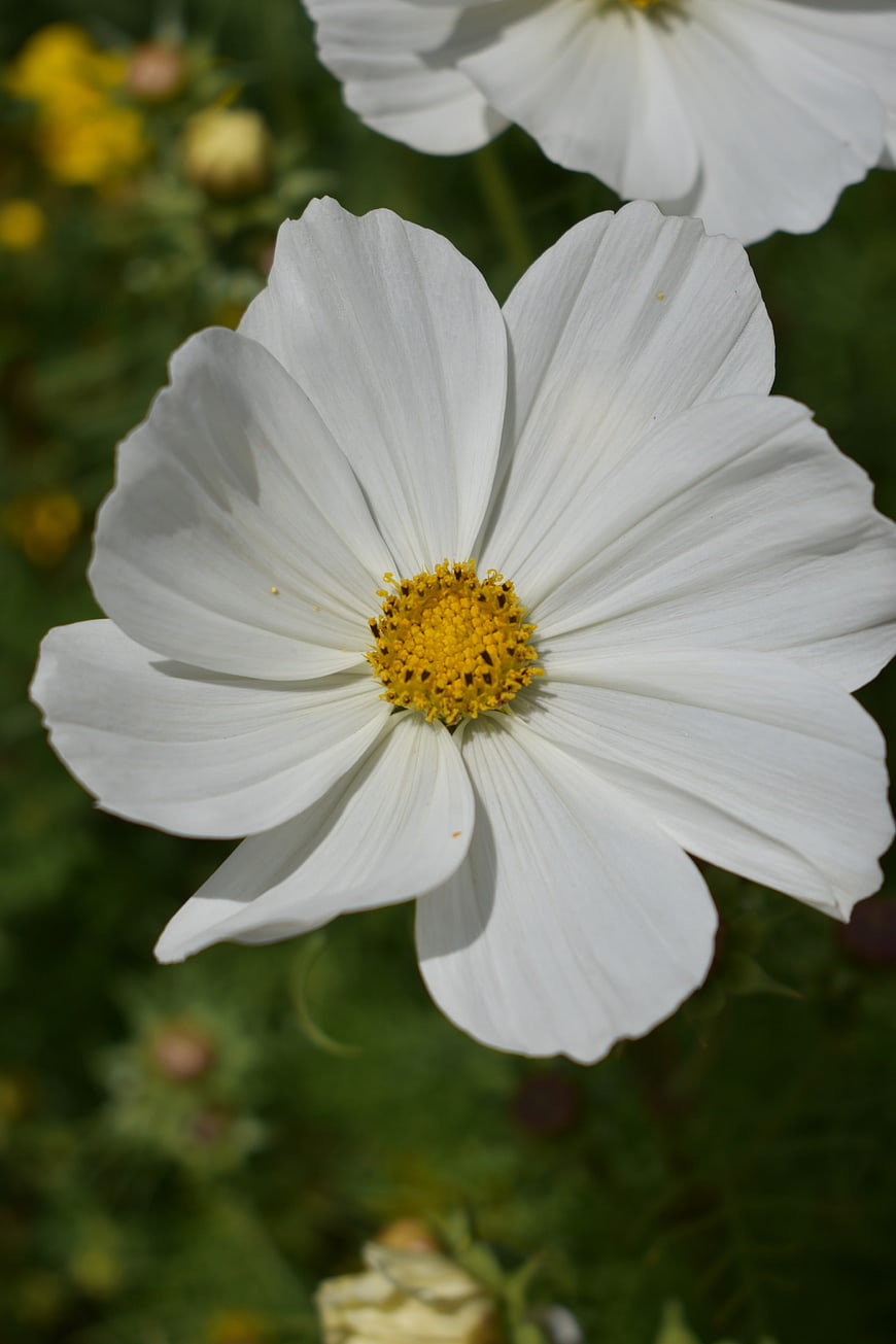Close-up of White Cosmos Flower with Yellow Center