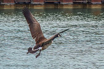Canada Goose Flying Low Over Rippling Water